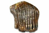Woolly Mammoth Upper M Molar - North Sea Deposits #370382-1